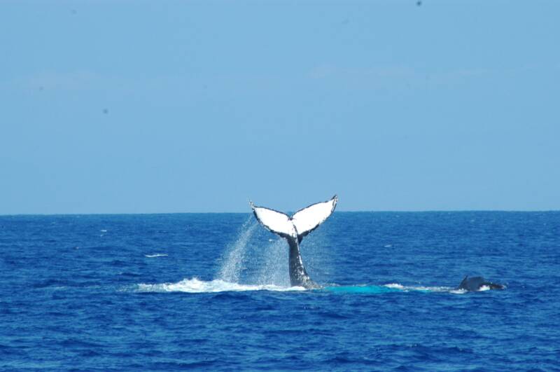 whale tale in Kona, Hawaii
