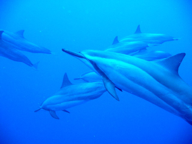 dolphins